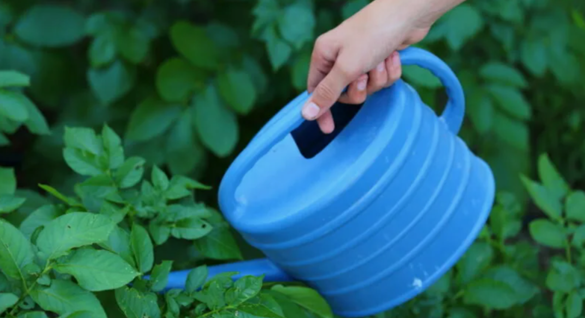 Поливайте строго под корень через лейку с насадкой «дождик»