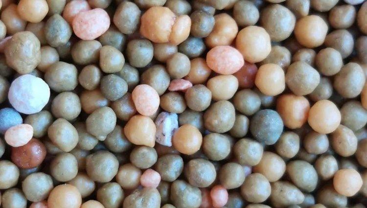    Фото: Лукьянов Дмитрий, AgroXXI.ru