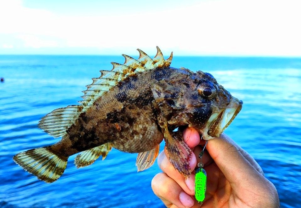 Скорпена или морской ёрш.