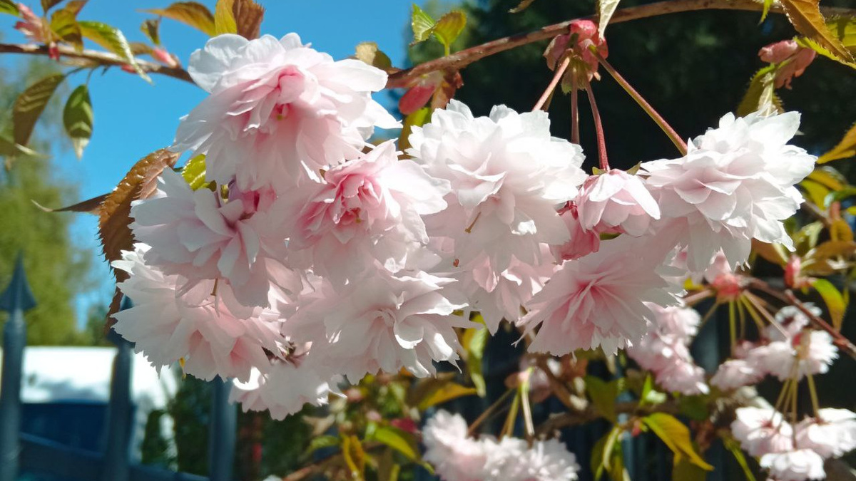 Цветушая сакура