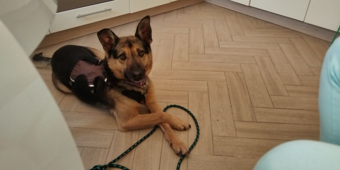 Мы не решились тогда назвать её Клубничкой, а зря: клубничная собака