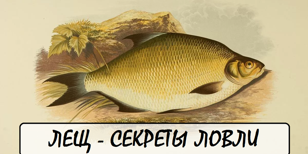 Поведение леща: Как погода и время суток влияют на его активность 🌦️🎣