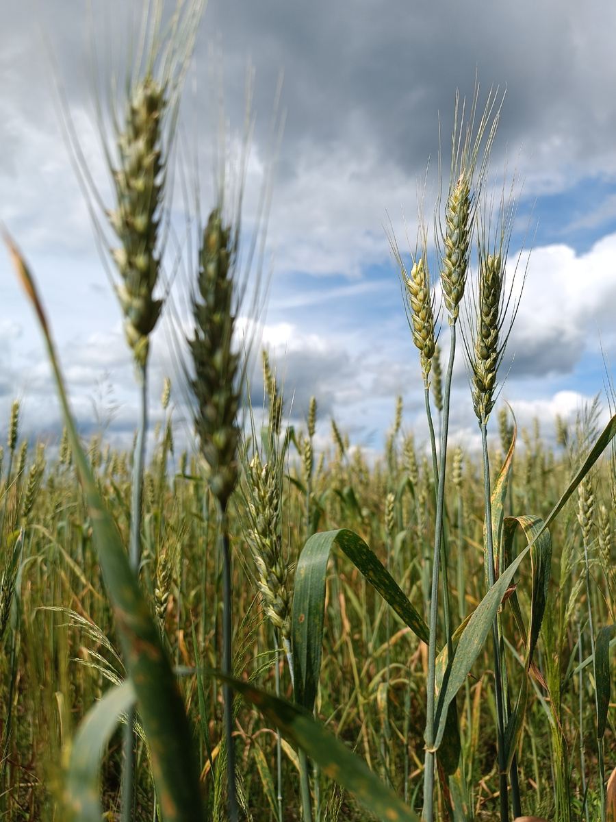 Хлебушек растëт