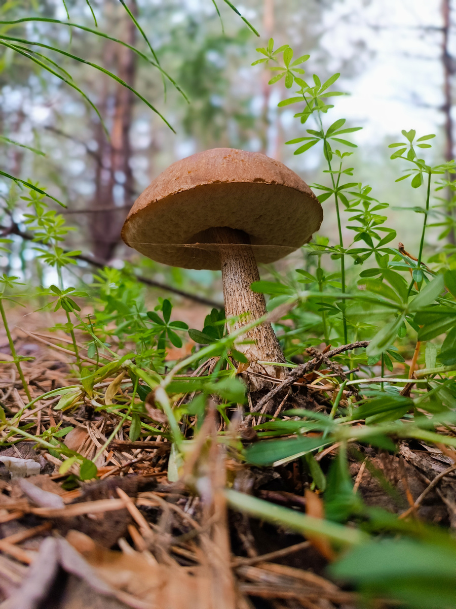 Подберезовик