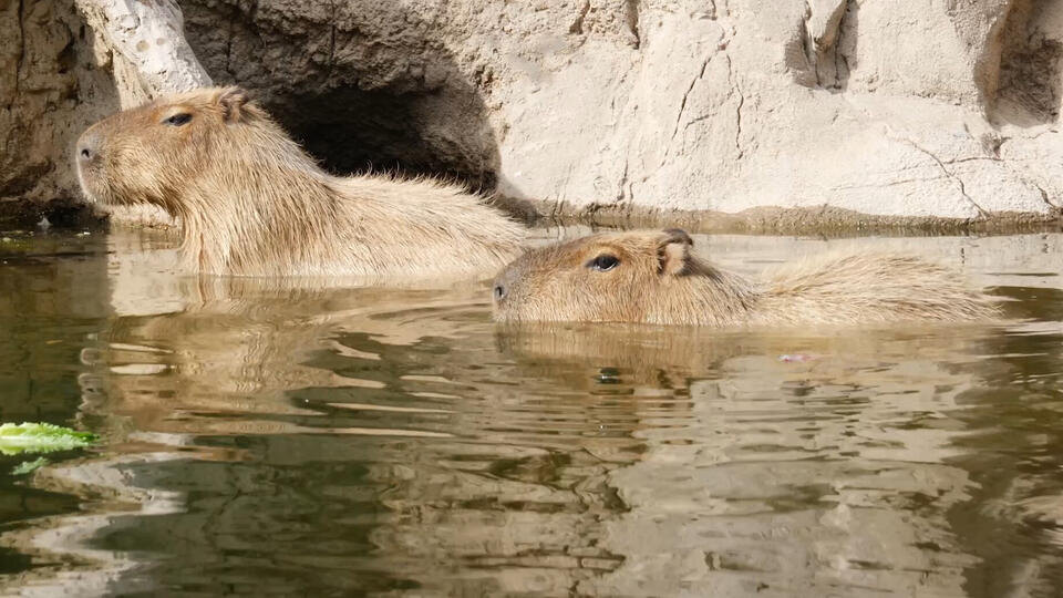 Фото: © www.globallookpress.com/Cover Images/Keystone Press Agency / РЕН ТВ