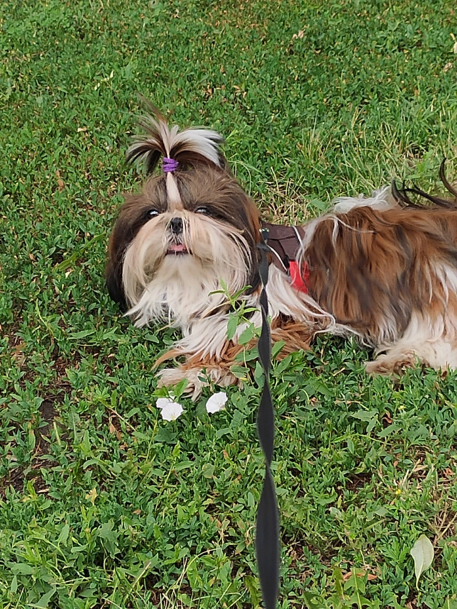 Ши-тцу Джекки