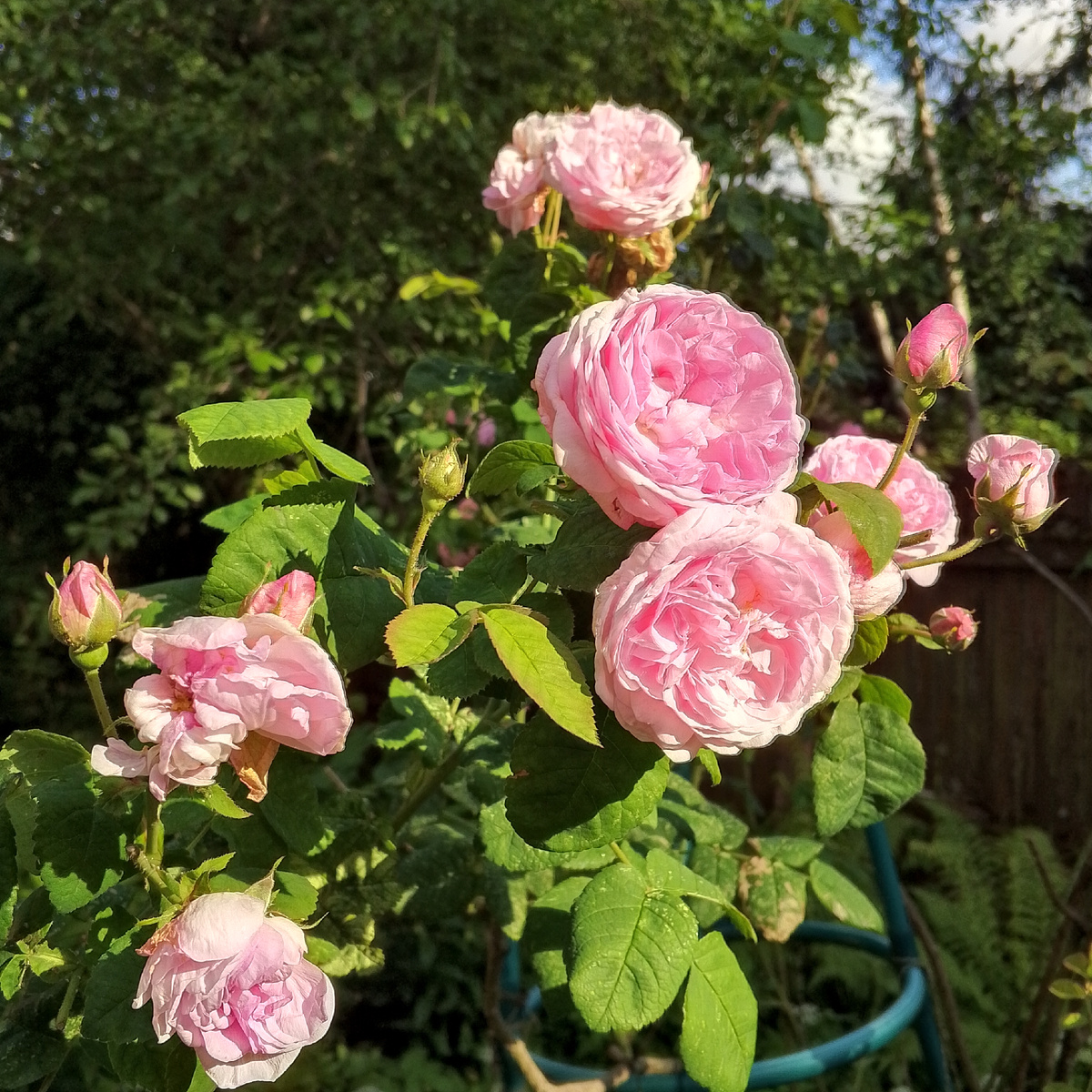 Розы у нас на даче. И они тоже увядают, как и наша женская красота.