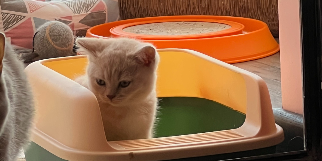 Этапы решения проблем с нечистоплотностью кошки