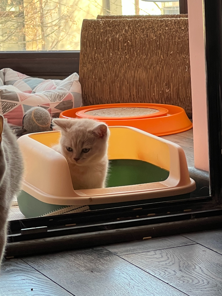 лоток в проходном месте - плохая идея, кошка  не будет при этом себя чувствовать в безопасности