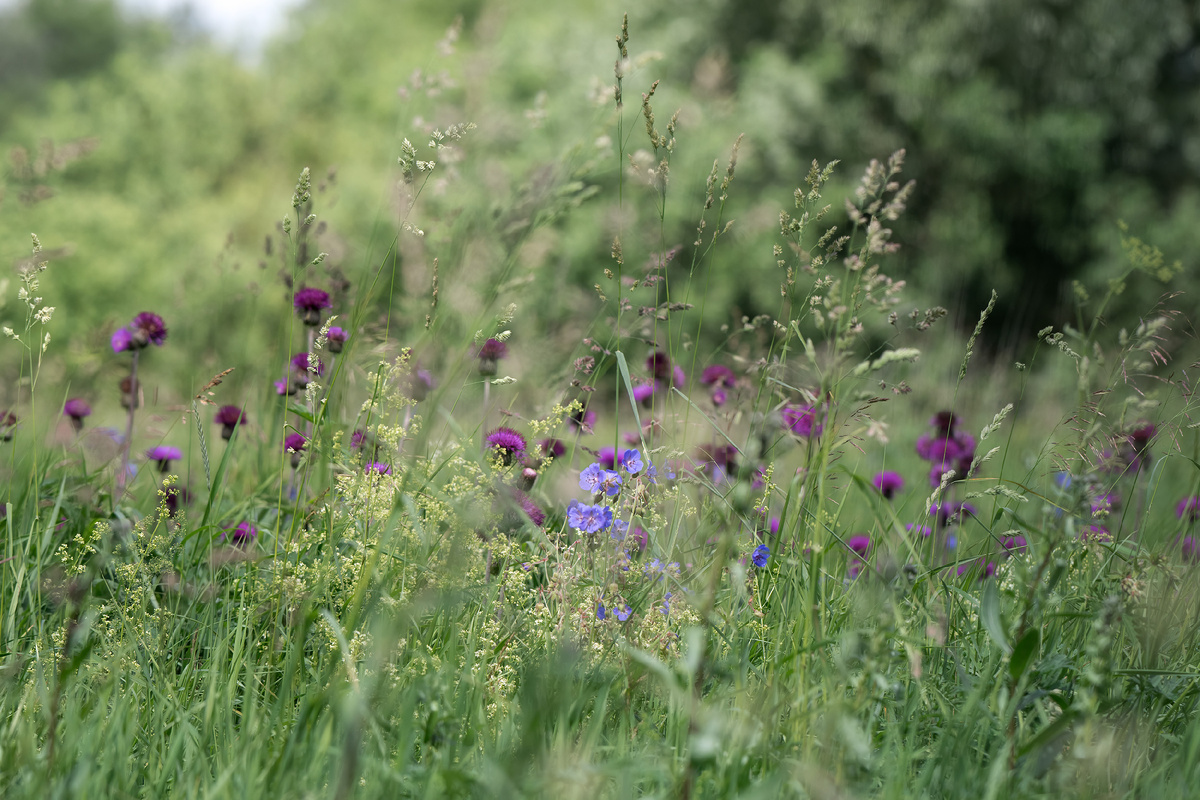 Июнь, его цвета и его цветы