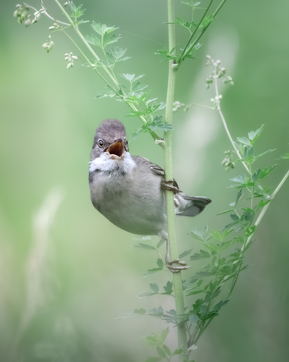 Серая славка - самая популярная птица Строгинского затона