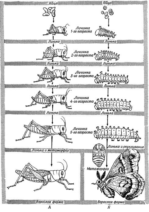 🐛➡️🦋 Фиг. 146. Сравнение развития насекомого с неполным превращением и насекомого с полным превращением. Из справочника «Биология» К.Вилли. 