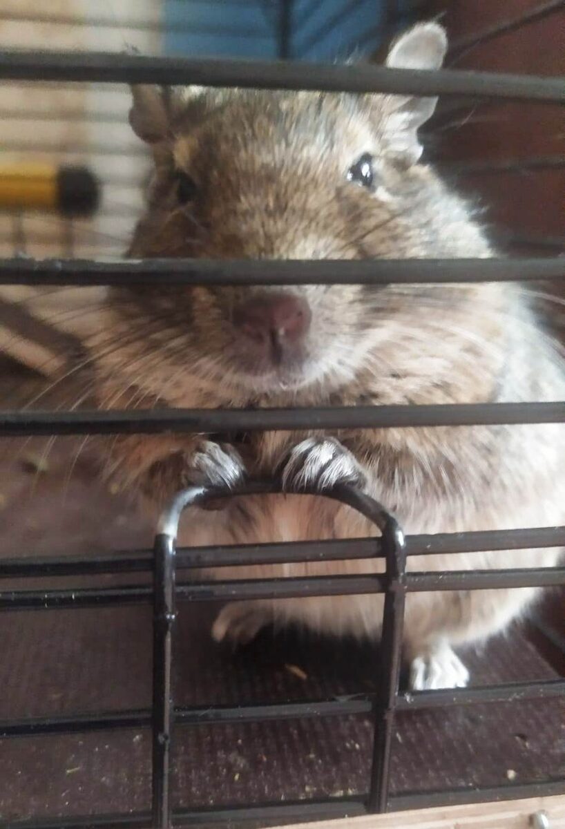 Довольная белочка