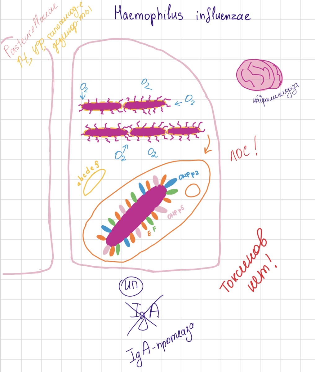Некоторые респираторные 