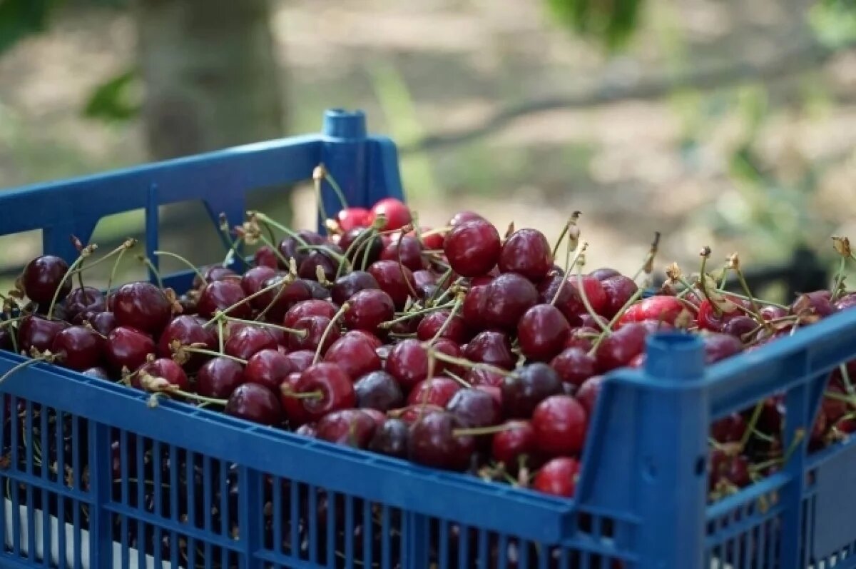    Черешня в Дагестане подорожала до 500 рублей из-за дефицита