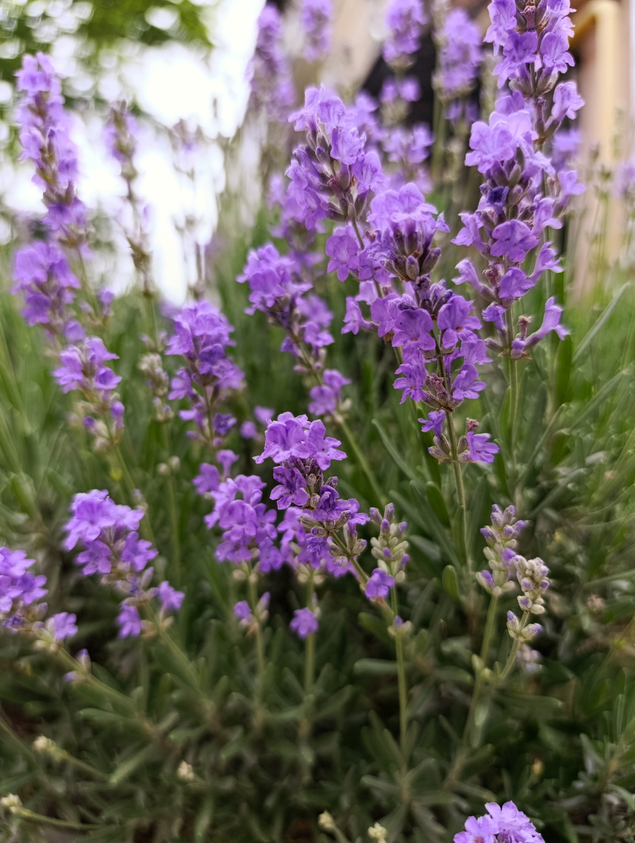 Крымская лаванда!