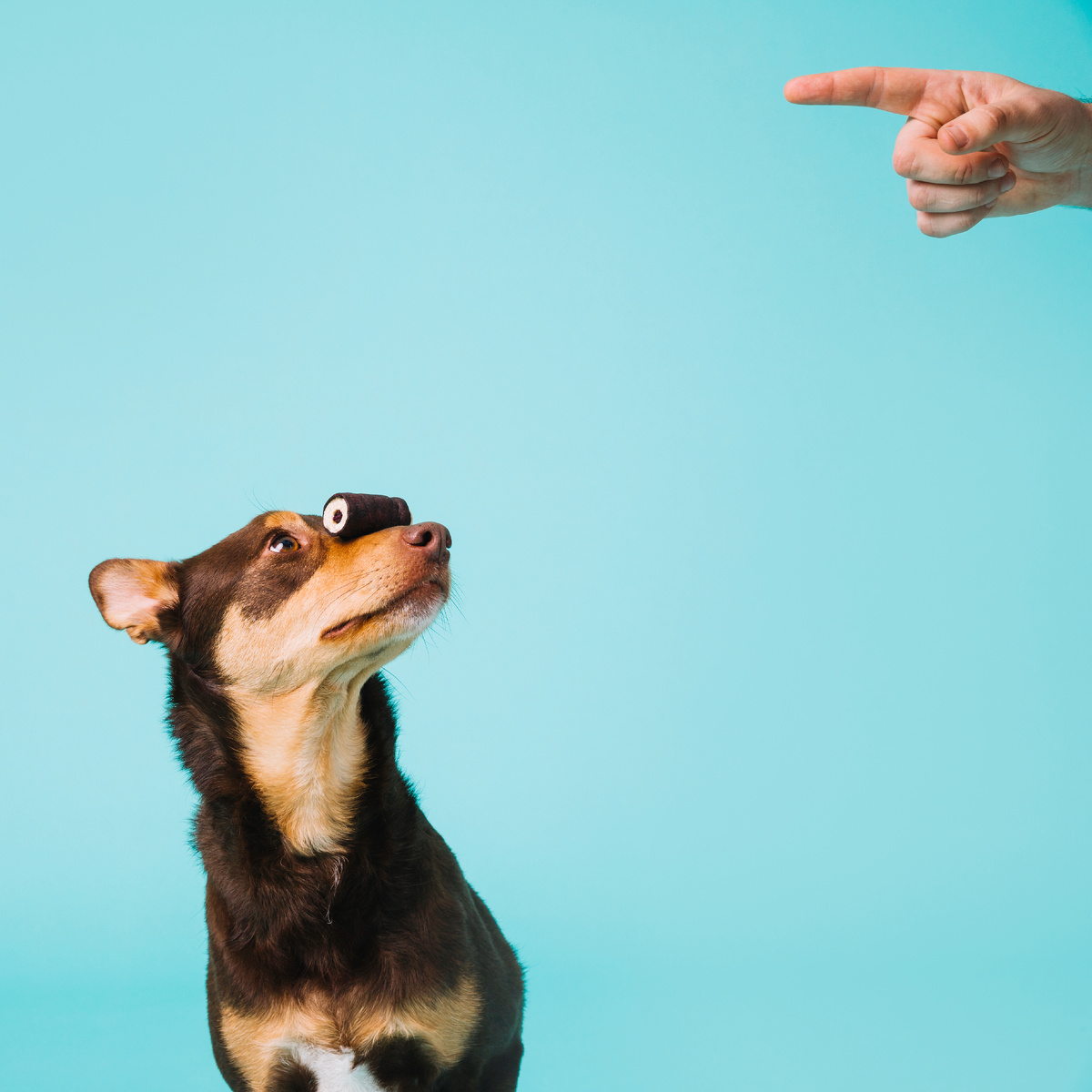 Больше интересного в нашем Telegram-канале! https://t.me/grand_prix_pet_food
