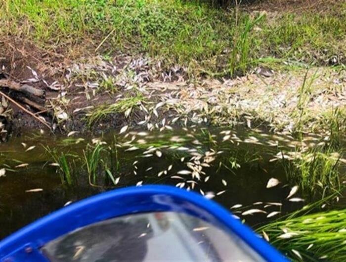    ФОТО: Министерство природных ресурсов и экологии Самарской области