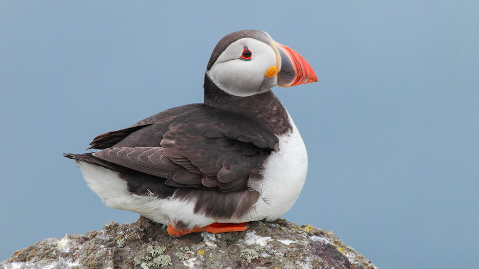 Фото: © www.globallookpress.com/Patrick Frischknecht/imagebroker.com