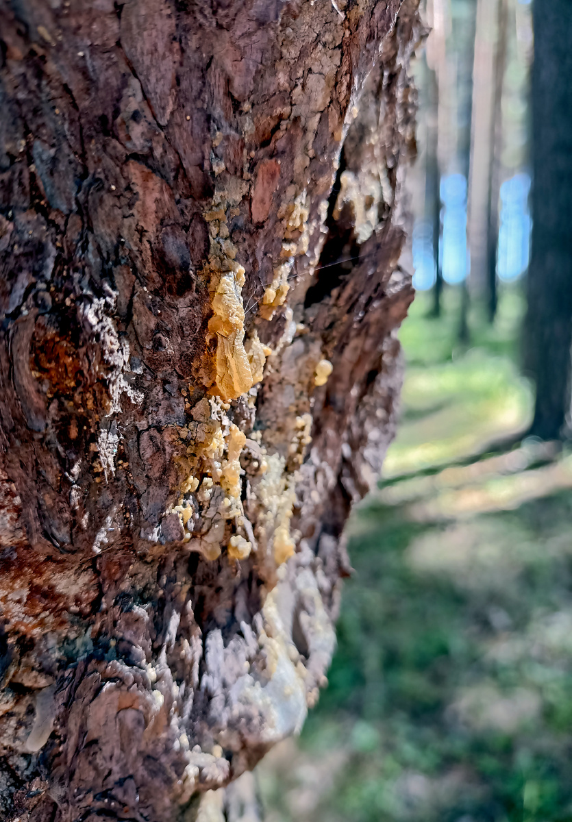 Капли смолы, современное фото, Ласселанта