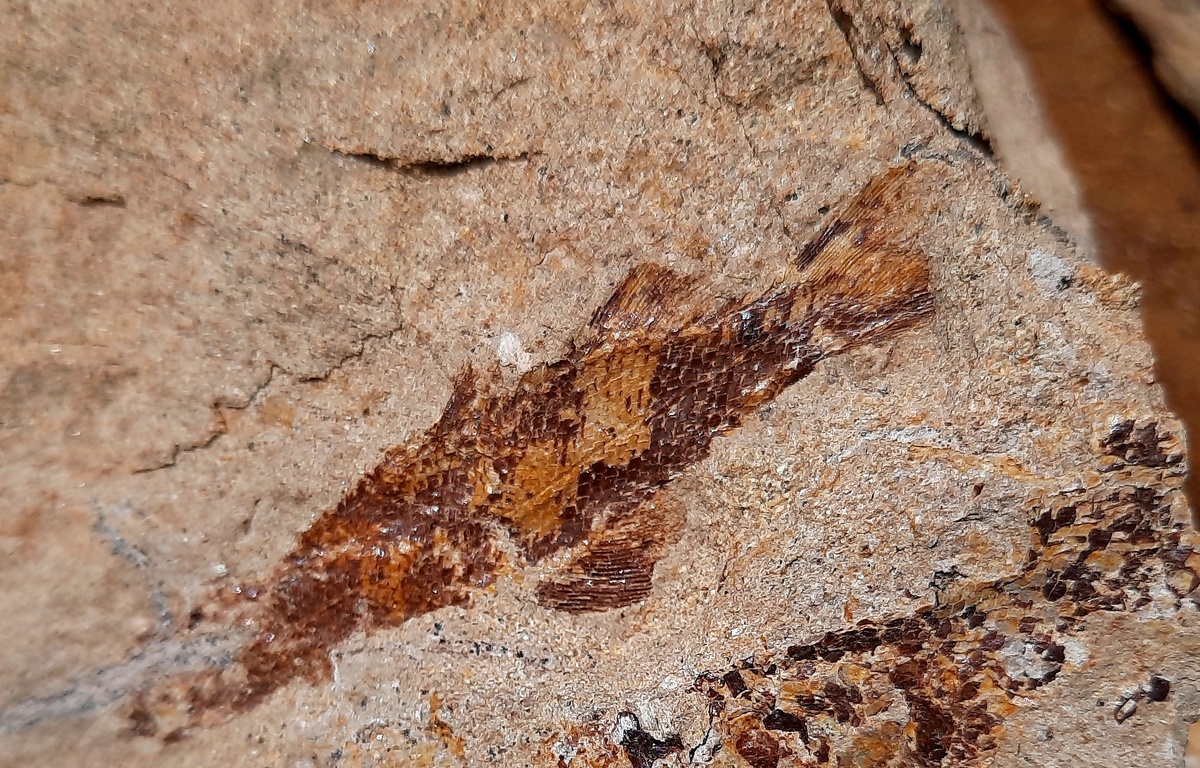 Ископаемая рыба. Фото автора.