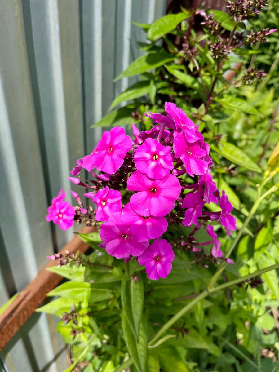 Цветочек вам для настроения