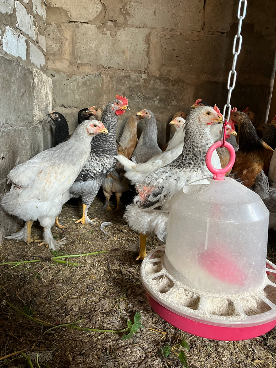 Молодняк несушек