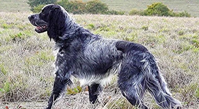 Как спаниель, только не спаниель, а легавая!