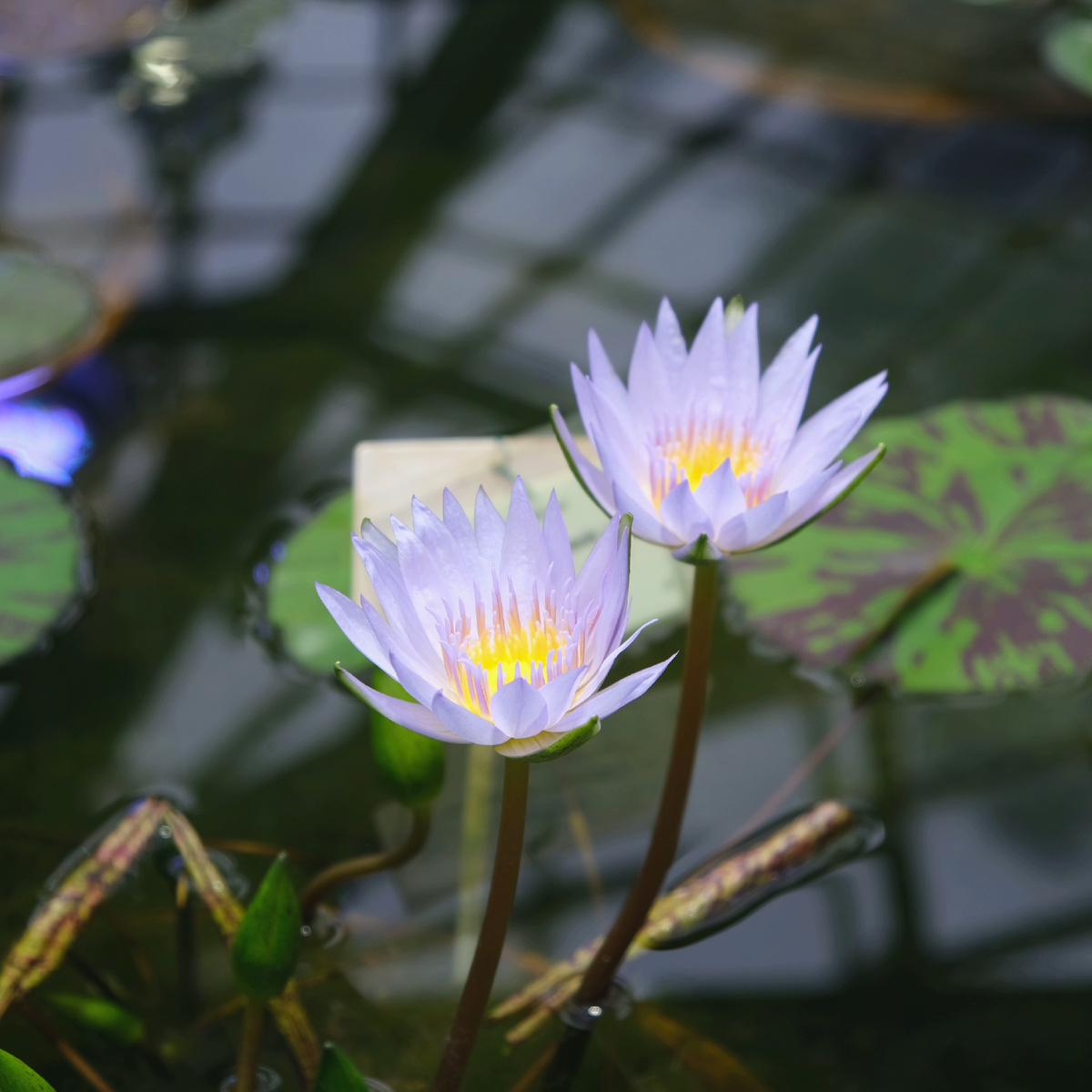 Нимфеи водного маршрута