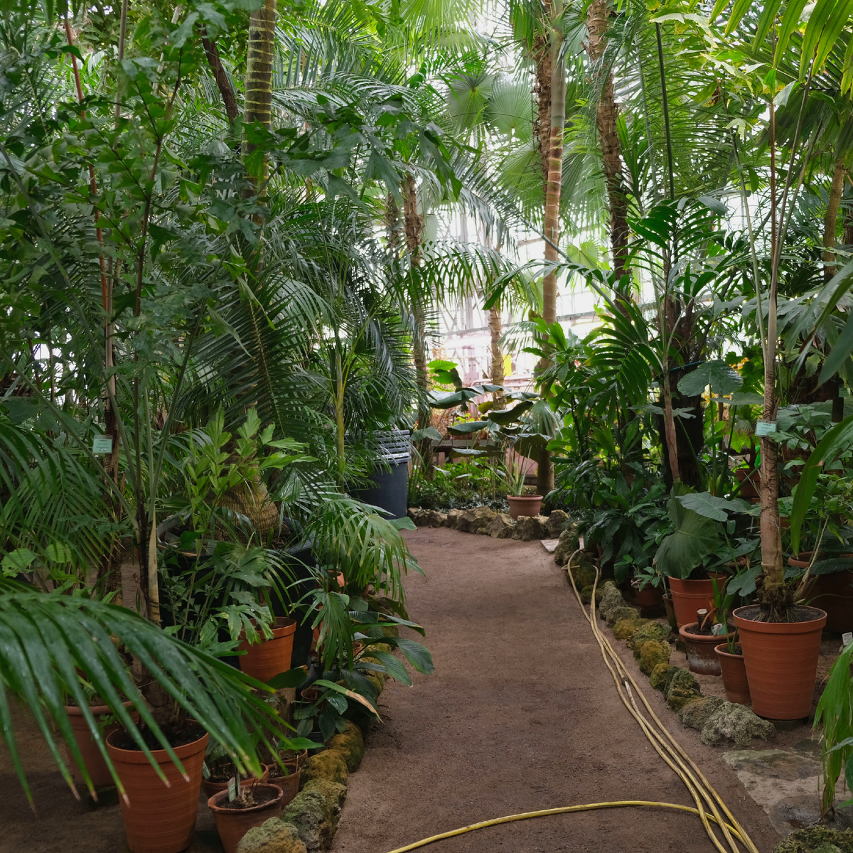 Большая пальмовая оранжерея