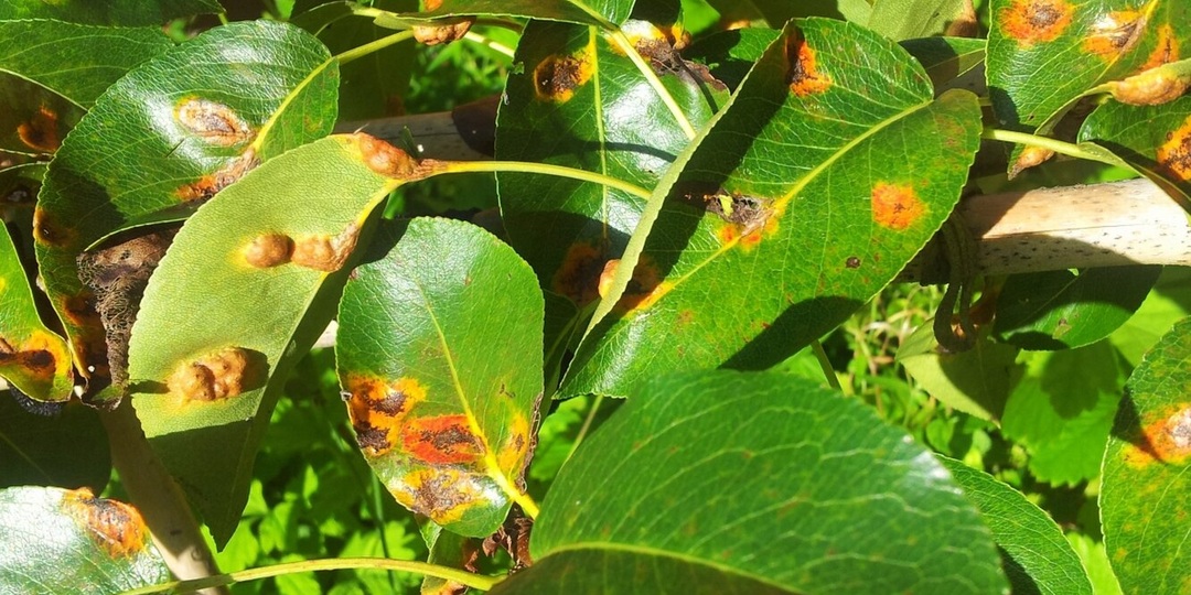 Ржавчина груши: как побороть эту опасную болезнь