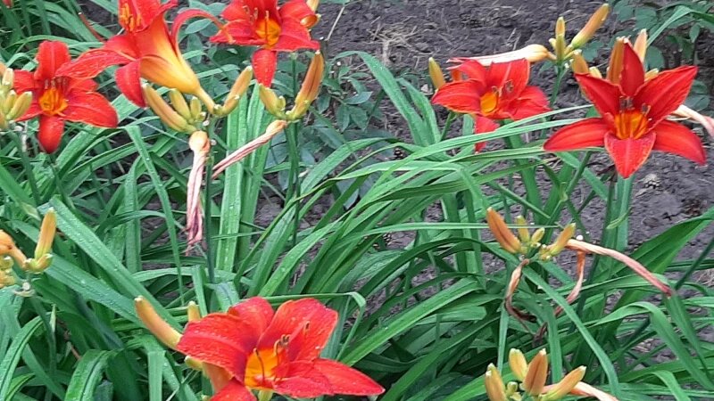     Цветы в барнаульских дворах. altapress.ru