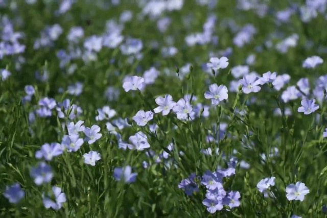   Скриншот из видео в группе «Минсельхоза»