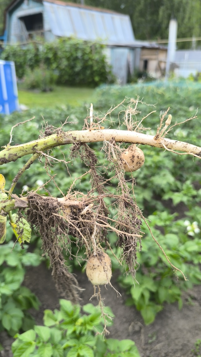 Выдоанная ботва картошки, уже даже клубеньки такие приличные.