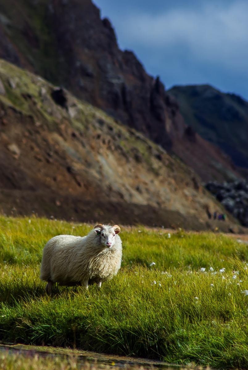 Овечка у Ландманналаугар.