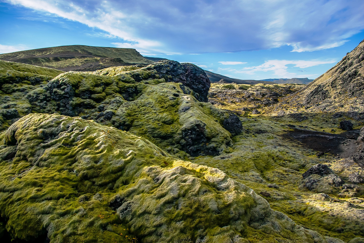 Вот от таких ландшафтов я радостно хлопаю в ладоши))   Лишайниково-моховой покров  лавовых полей. окрестности вулкана Лаки.