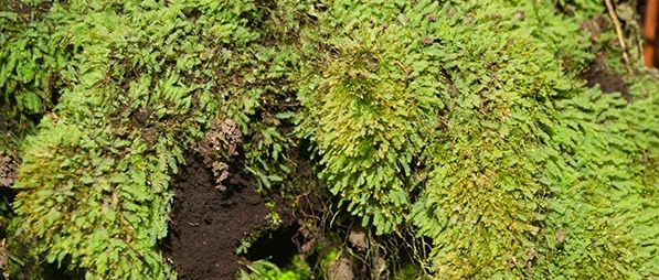Схитостега перистая. Фото с сайта заповедника "Курильский" 