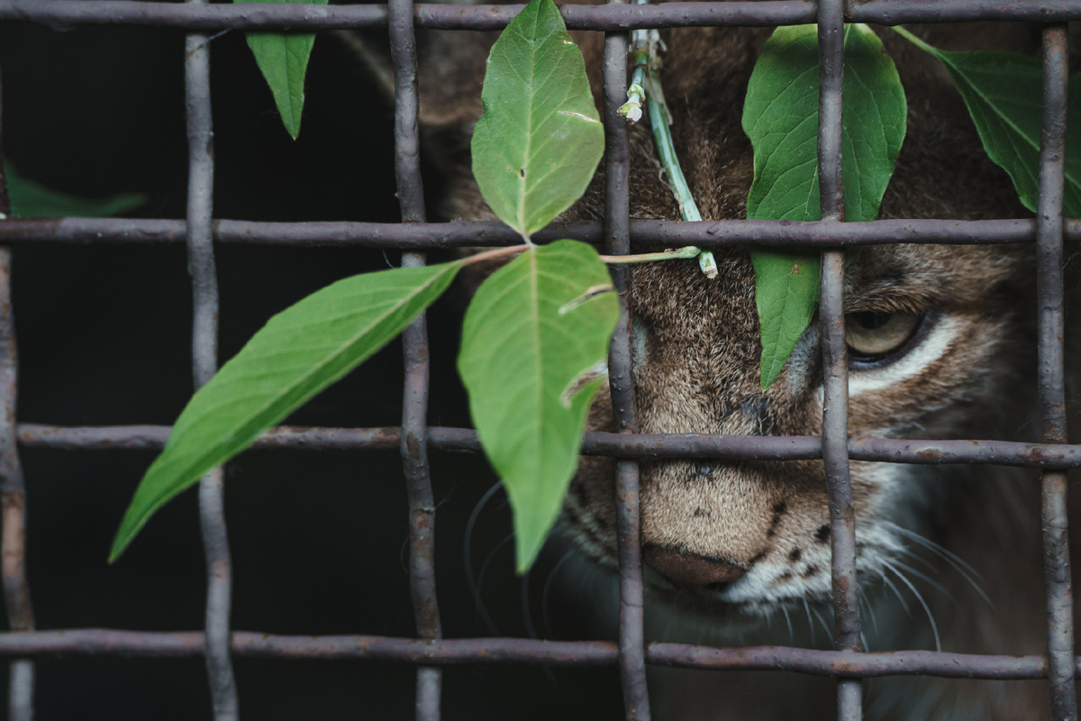 Эту рысь мы поставим на обложку - кажется, она очень хорошо передает настроение зоопарка.