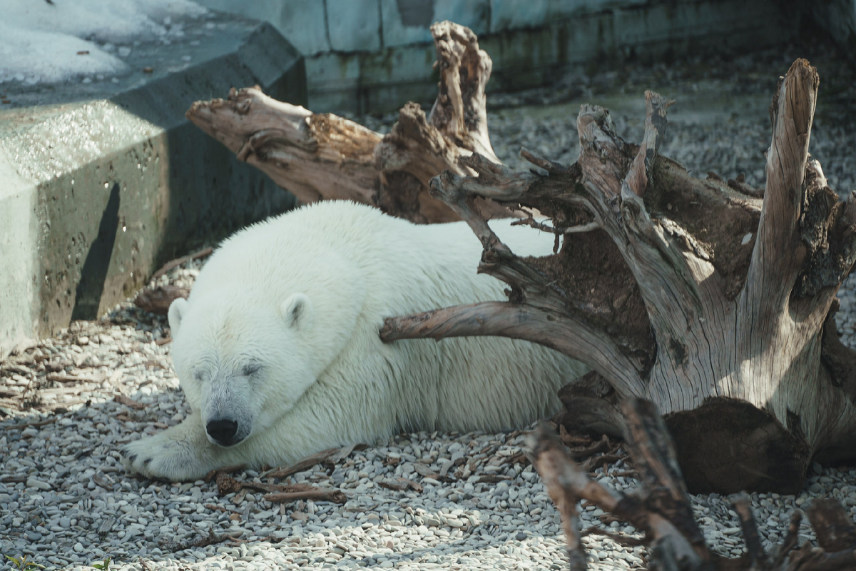 Триптих "Спящий белый медведь". Бурый спрятался. А белых мишек было целых два: один спал под корягой, а другой бегал перед туристами, отрабатывал еду.