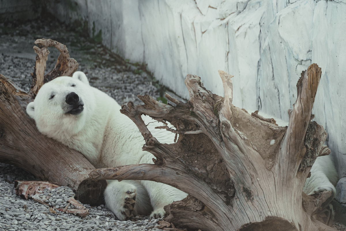 Милота же!..