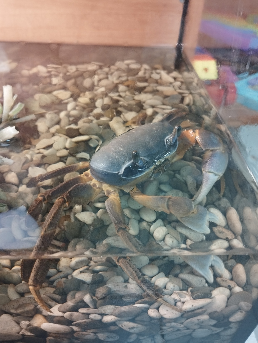 Кодди на своем посту