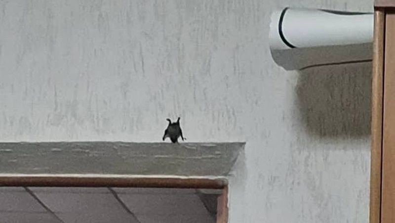      Фото: ПАСС СК