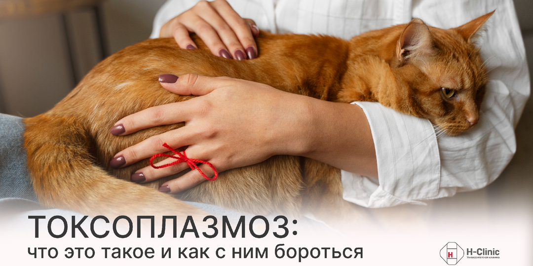 Токсоплазмоз: что это такое и как с ним бороться