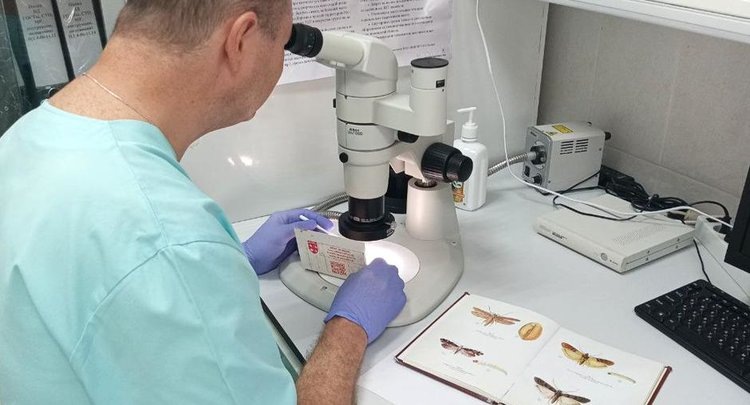    Какие амбарные насекомые вредители атакуют неповрежденное зерно