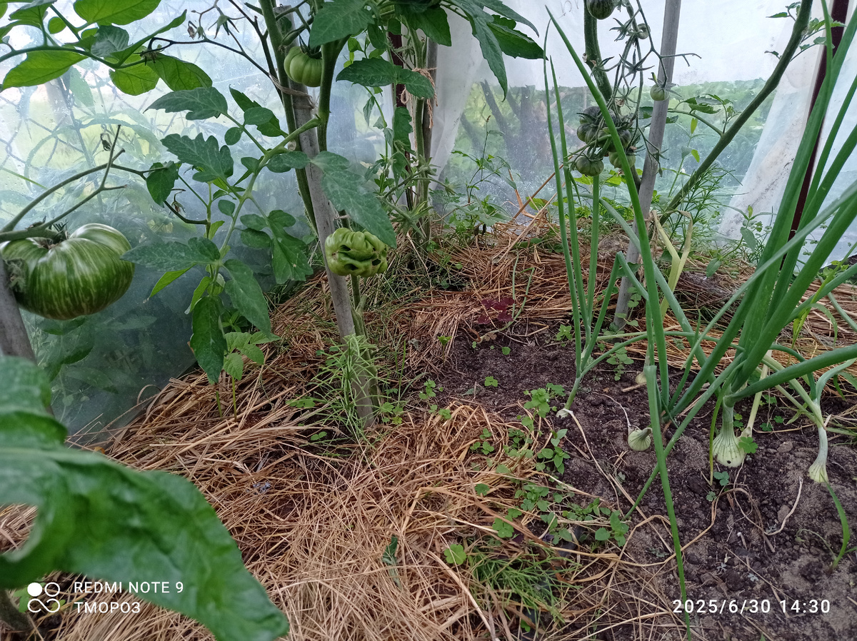 снизу - по 2-3 томата всеего лишь!