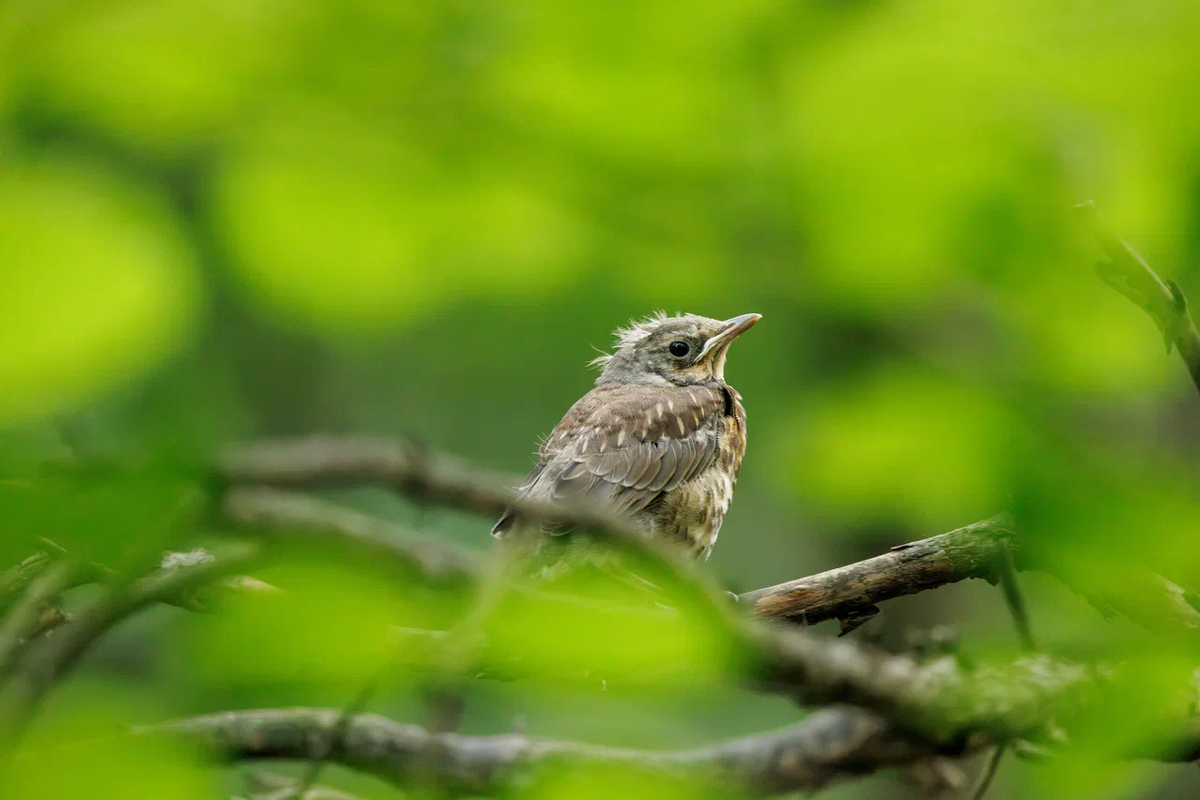 Дрозд-рябинник (слеток)
