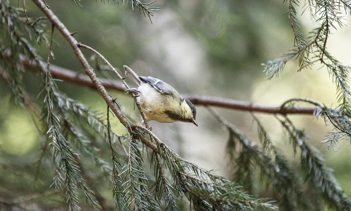 Большая синица (слеток)