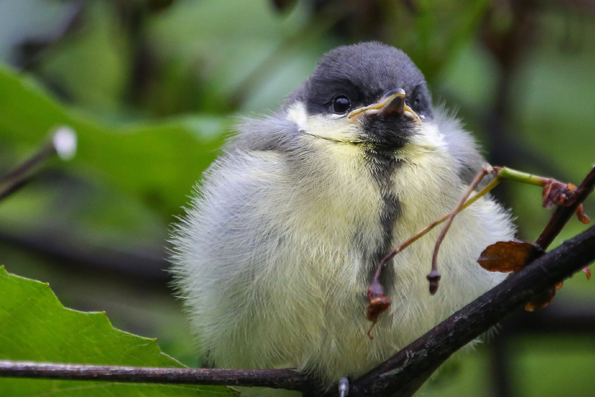 Большая синица (слеток)