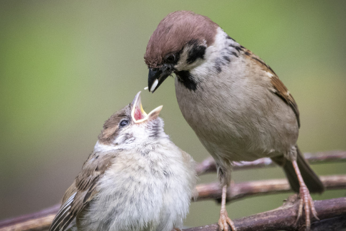 Воробей полевой со слетком