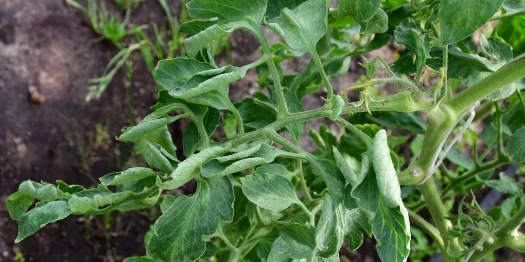 У томатов скручиваются листья лодочкой: как это влияет на урожай и растения